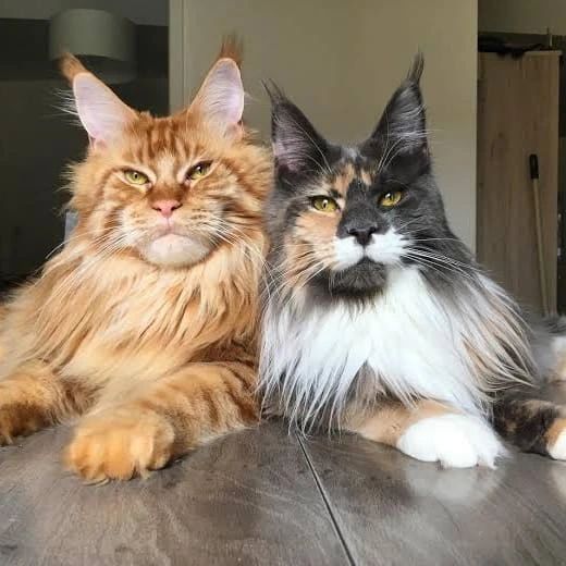 usacatlover40's tweet photo. https://t.co/ZjJA3Q7BY1