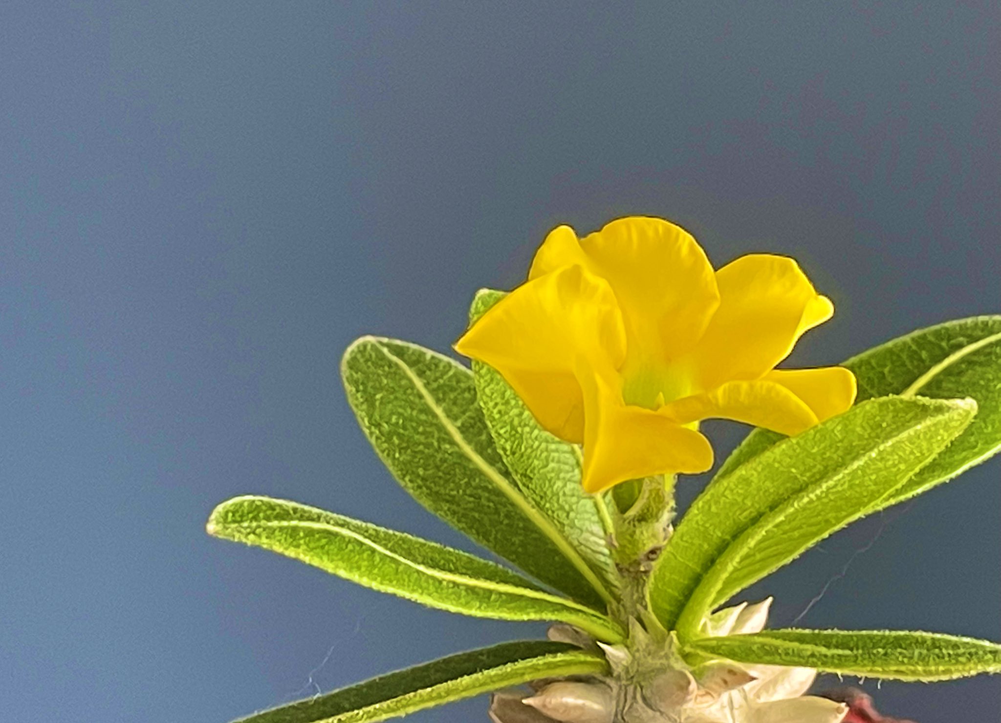 おうき 植物にハマり中 恵比寿笑いが可愛い花を咲かせたよ T Co Dpvbyxnu5m Twitter
