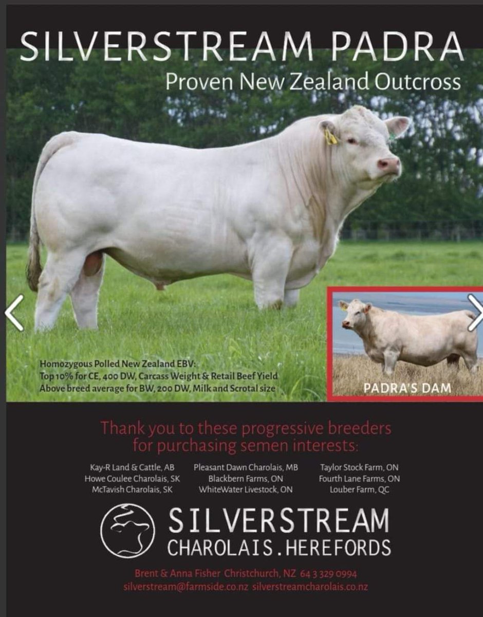 Looking  forward to seeing Padra progeny on the ground next year. #Charolais