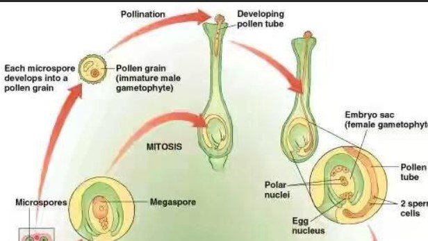 Brn 1904 Panchanan Maheshwari the most disting~d botanists of India used embryological characters in taxonomy. n test tube fertilizations n intra-ovarian pollination elec~d Fellow of #RoyalSociety(FRS)#MondayMotivation #mondayvibes #AI #Biology #NEET2022 #NEET2023 #Uranites