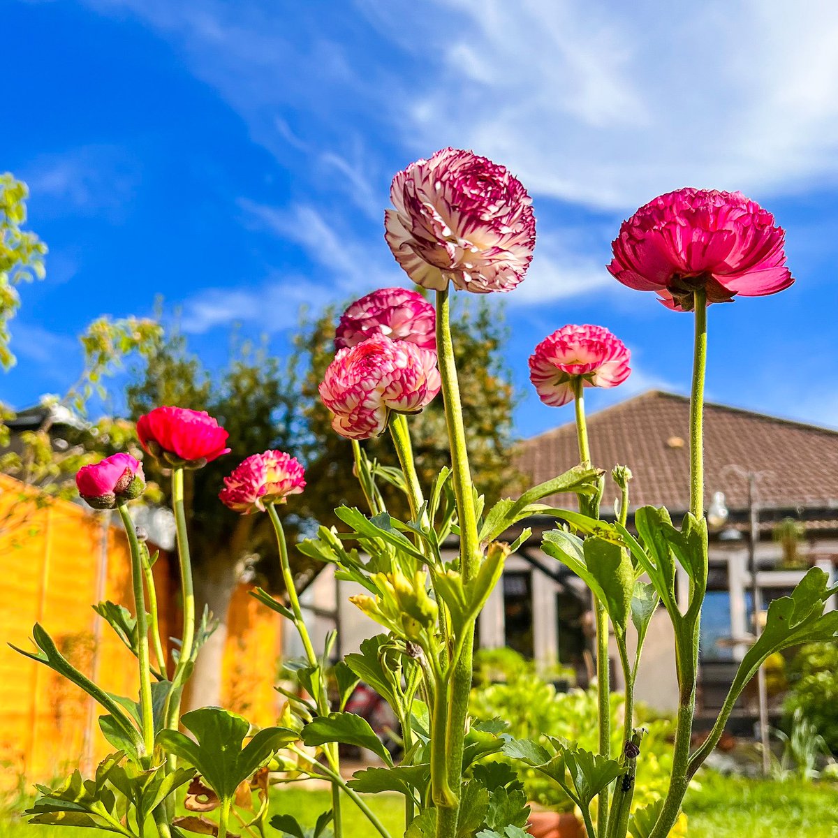 Good morning!☀️ 
Ranunculus display to cheer up!🌸 Only 4 more day till weekend!😆
Have a great week, all!🌿💜
#MondayMotivation #gardening #GardeningTwitter