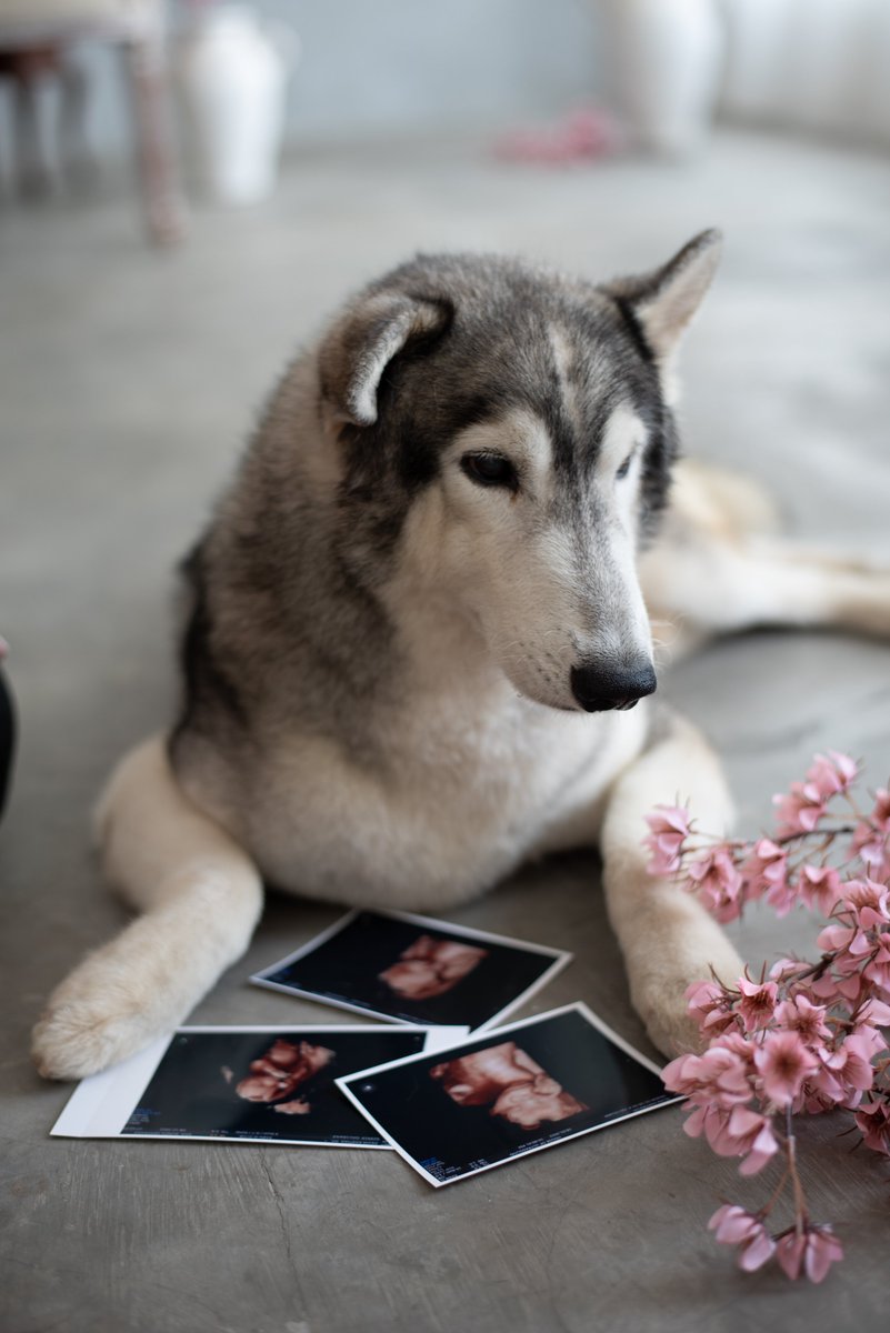 SnowRosena's tweet photo. Hai.. 
Nama ku Snow Rosena.. 
aku se Ekor Anjing Jantan 
umur 5th
jenis Siberian Husky
aku Tingal di Semarang Indonesia

salam kenal semua
#Dog #Siberian #husky #Doglovers #SnowRosena #HaiThere #SnowTheDog #snowDog https://t.co/0QfOlp9jgJ