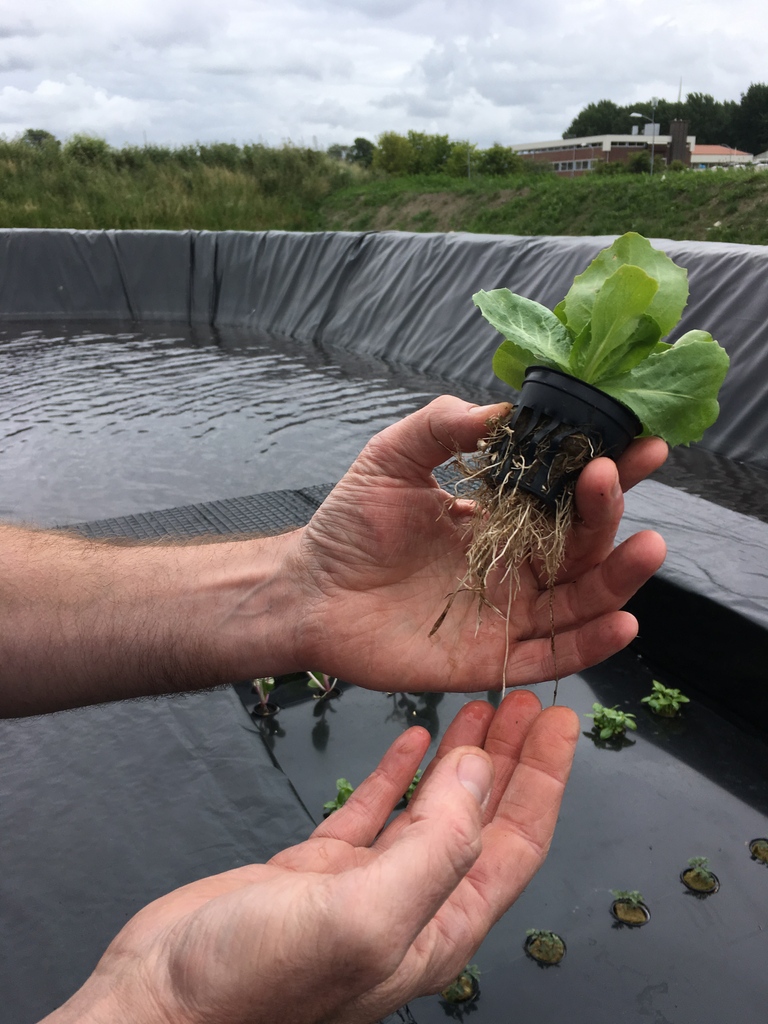 Voedsel verbouwen op het water? Het klinkt gek, maar het heeft grote voordelen. Zeker voor een land met zoveel water als Nederland. Daarom wordt er sinds vorige week gewerkt aan een Floating Farm in het Weerwater. Benieuwd hoe dat werkt? 👀 Lees het via: flevocampus.nl/floating-futur…