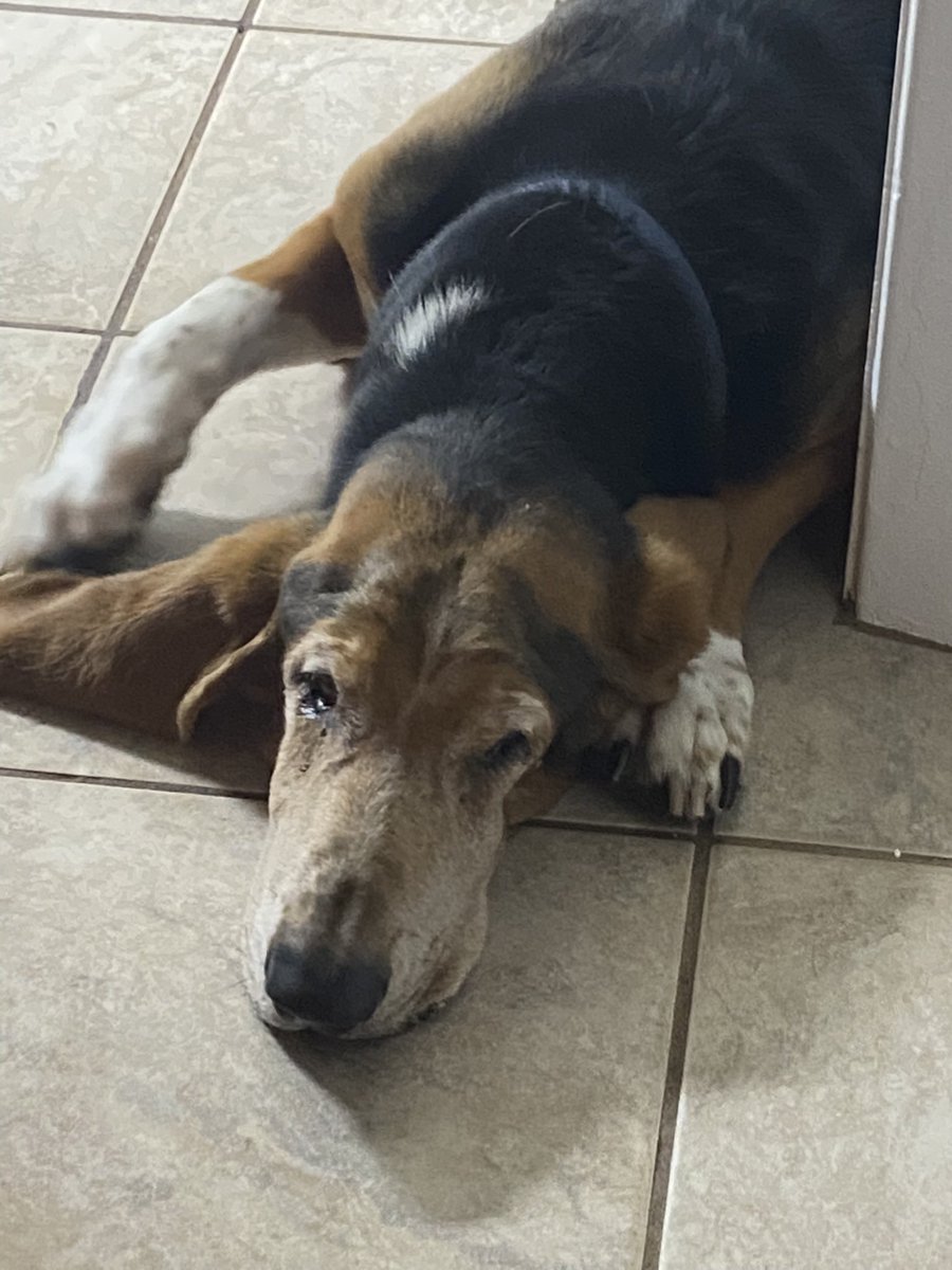 Love Bassett Hounds.  This big boy is 10 and weighs 85 pounds!