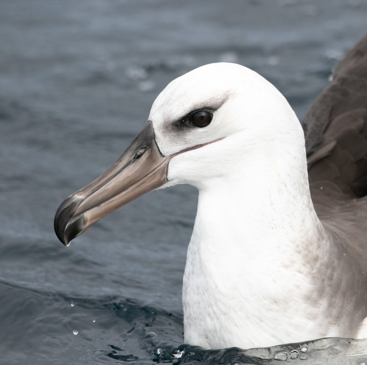 hpmilne's tweet photo. Had a great couple of days down at South West Rocks chasing pelagic species. Highlights were White-faced Storm Petrel, Black-browed and Shy Albatrosses, Kermadec and Tahiti Petrels. Was lucky enough to see a huge Mako which circled the boat numerous times giving cracking views! https://t.co/KcFt9bdNgv