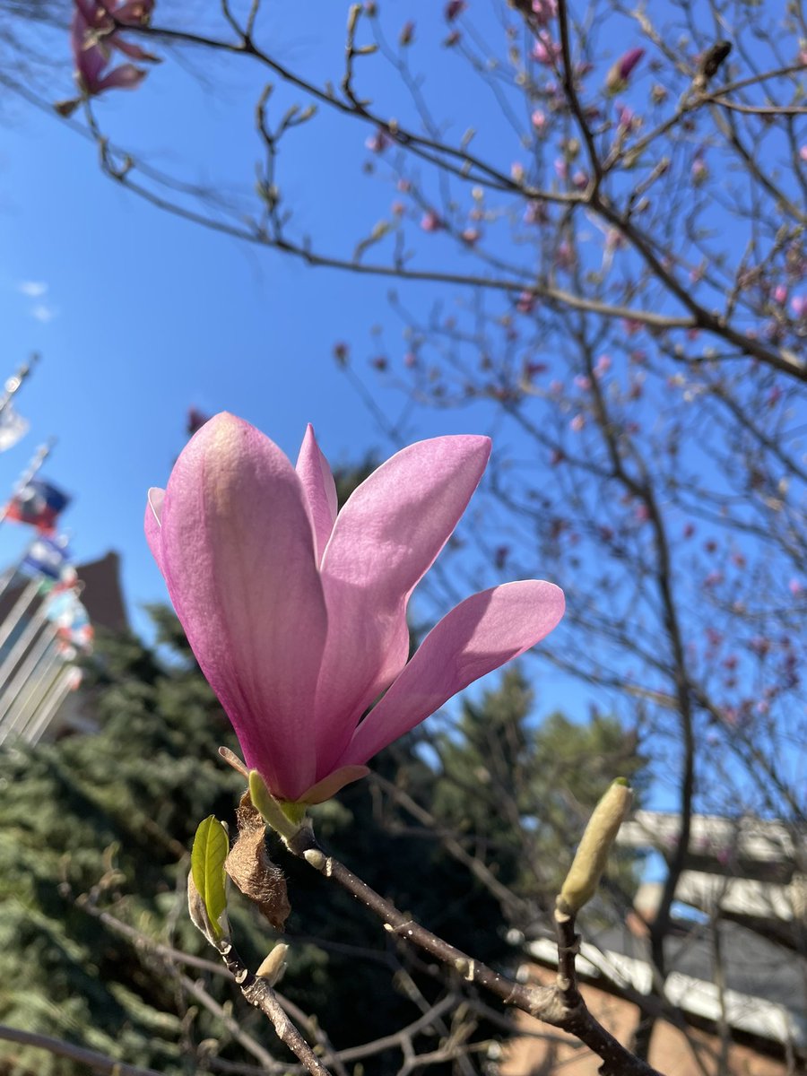 inspiredgarden's tweet photo. Ahhh…spring. https://t.co/dyoGaZT6oT