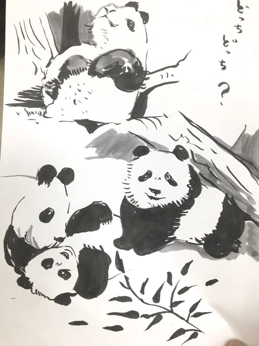 今日のかっ飛ばしはシャオシャオ、レイレイらしいんだけどパンダは簡単そうで短時間で描こうとするとヤケドする熱い獣です。難しい。どっち、どっち? 