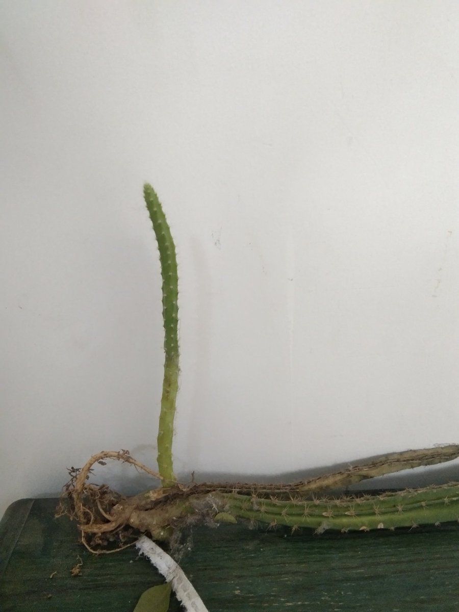 amritatalwar's tweet photo. isn't it amazing.. this cactus is growing without sun, air, water, sand
#MondayMotivation #Cactus #BeLikeACactus #lifeoftrees https://t.co/RylDWbMRVc https://t.co/XVEIpvK44Q
