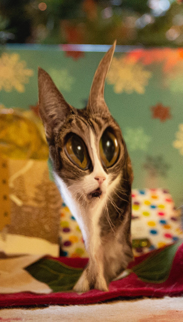 Yolanda Gillies (@sinequanon001) on Twitter photo <a href="/scrunchedcats/">cats being scrunched</a> The Army of Skruncks is G R OW I NG
Skipjack got granched Olivia's been scrankled <a href="/scrunchedcats/">cats being scrunched</a> The Army of Skruncks is G R OW I NG
Skipjack got granched Olivia's been scrankled