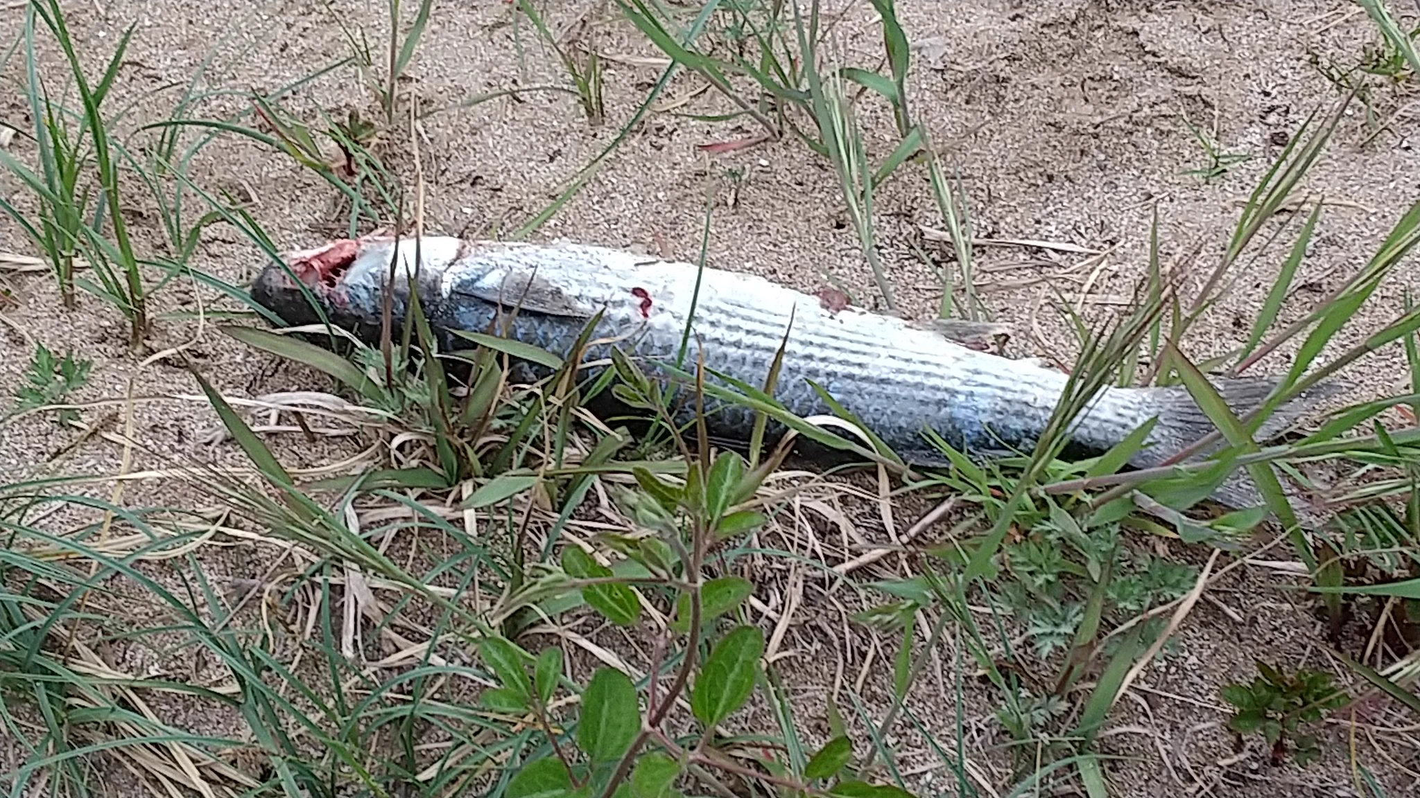 @M16A_hayabusa 私も先週 畑に ボラが落ちてるのを激写しました。トンビの落とし物だろうとの事です。
生臭かったでしょうね。ビックリしましたね。 