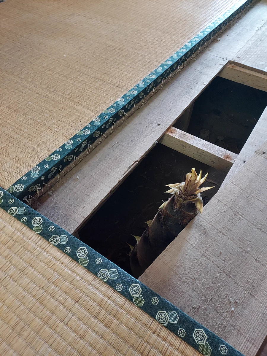 今年はタケノコの当たり年。床下からもにょきにょき。