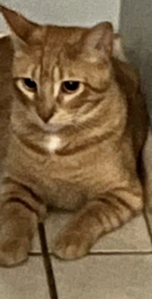 Mrs. Buttercup truly hates my daughters hair bands. Racing around the house growling and making a ruckus like she is taking down a gazelle. Just a hair band!