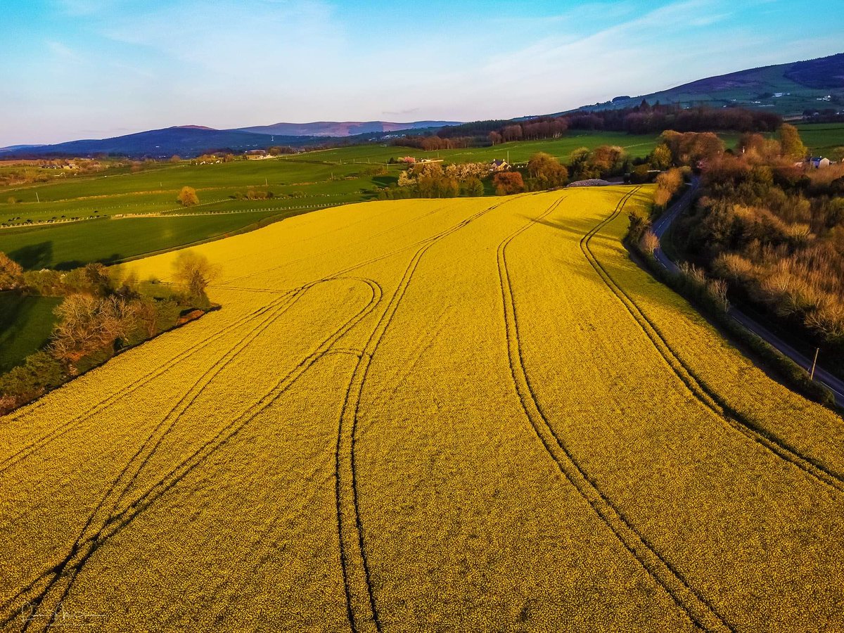 liamslandscapes's tweet photo. An aerial view of a field of rapeseed, last evening near Ardstraw in Co Tyrone @WeatherCee @bbcniweather @angie_weather @Louise_utv @barrabest @DiscoverNI #rapeseed #sunset #spring #dronephotography https://t.co/EGcr5xCoVF