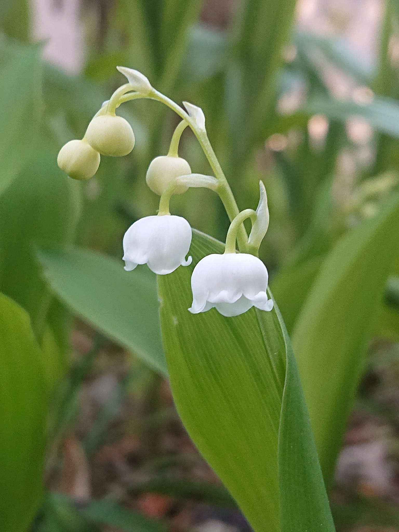 幸せの再来 Twitter Search Twitter