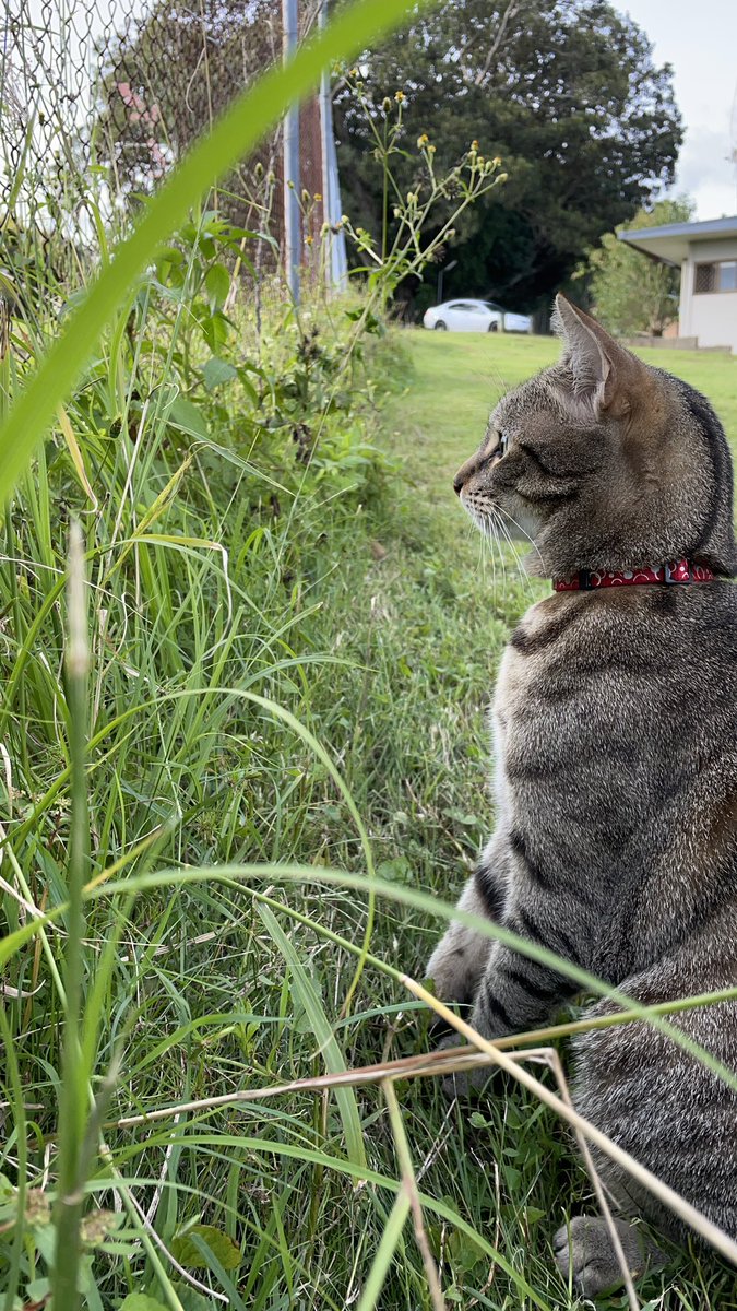 FreedomofKit's tweet photo. Something SUS was spotted on the walk today.

#cats #CatsofTwittter #catwalks https://t.co/3mwGD4V5Uc