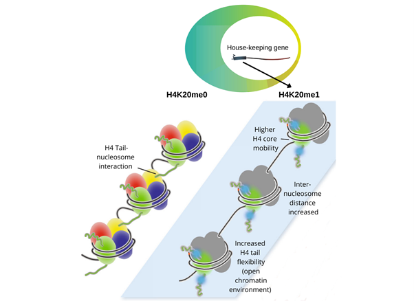 ScienceNTU's tweet photo. Scientists from @ntusbs and the University of Copenhagen unravel the science behind chromatin compaction in cell nuclei, paving the way for new treatments for genomic problems that result in some cancers and developmental growth disorders. Read here: https://t.co/UUzYQMYz6q https://t.co/PNDgcHS0gH