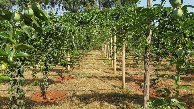Frutunda's tweet photo. Passion fruit farming in kenya grows in warm to cool climates. Yields of over 40-50Kg per plant can be attained, where 1 acre accommodates an average of 700 plants at a spacing of 2m× 3m. In an year,a farmer can earn up to Sh 2.5M per acre given the market price per kg of Ksh 80 https://t.co/aWEgozBu7v