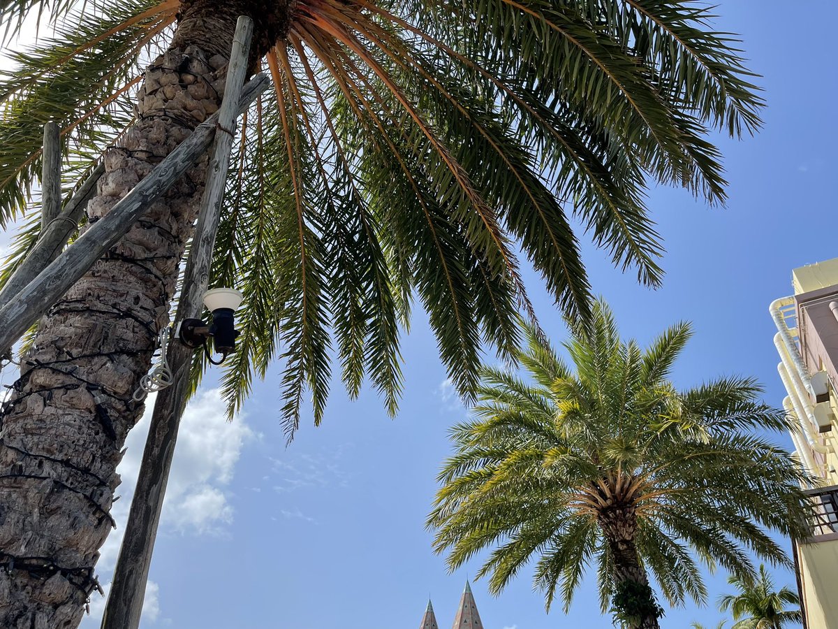 Photo_Okinawa_'s tweet photo. この木を見るだけで夏を感じる🌴
お好きな写真をどうぞ👍 https://t.co/W3ZKwgJZ09