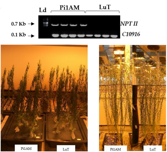 Molecules_MDPI's tweet photo. #HighlyCitedPaper #HighlyAccessedPaper
NMR and LC-MS-Based Metabolomics to Study Osmotic Stress in Lignan-Deficient Flax
By: François Mesnard, et al.
👉https://t.co/PctgFUQb4r
📌#lignans #secoisolariciresinol #RNA #interference #flax #osmoticstress #metabolomics #NMR #LCMS https://t.co/l8sjZrJiAv