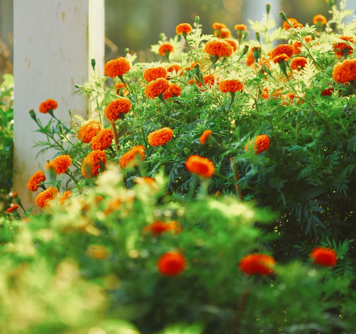 Een reminder aan onze dienstverlening op Koningsdag: vzt.nl/nl/nieuws/actu…
#transport #logistiek #sierteelt #dienstverlening #feestdagen