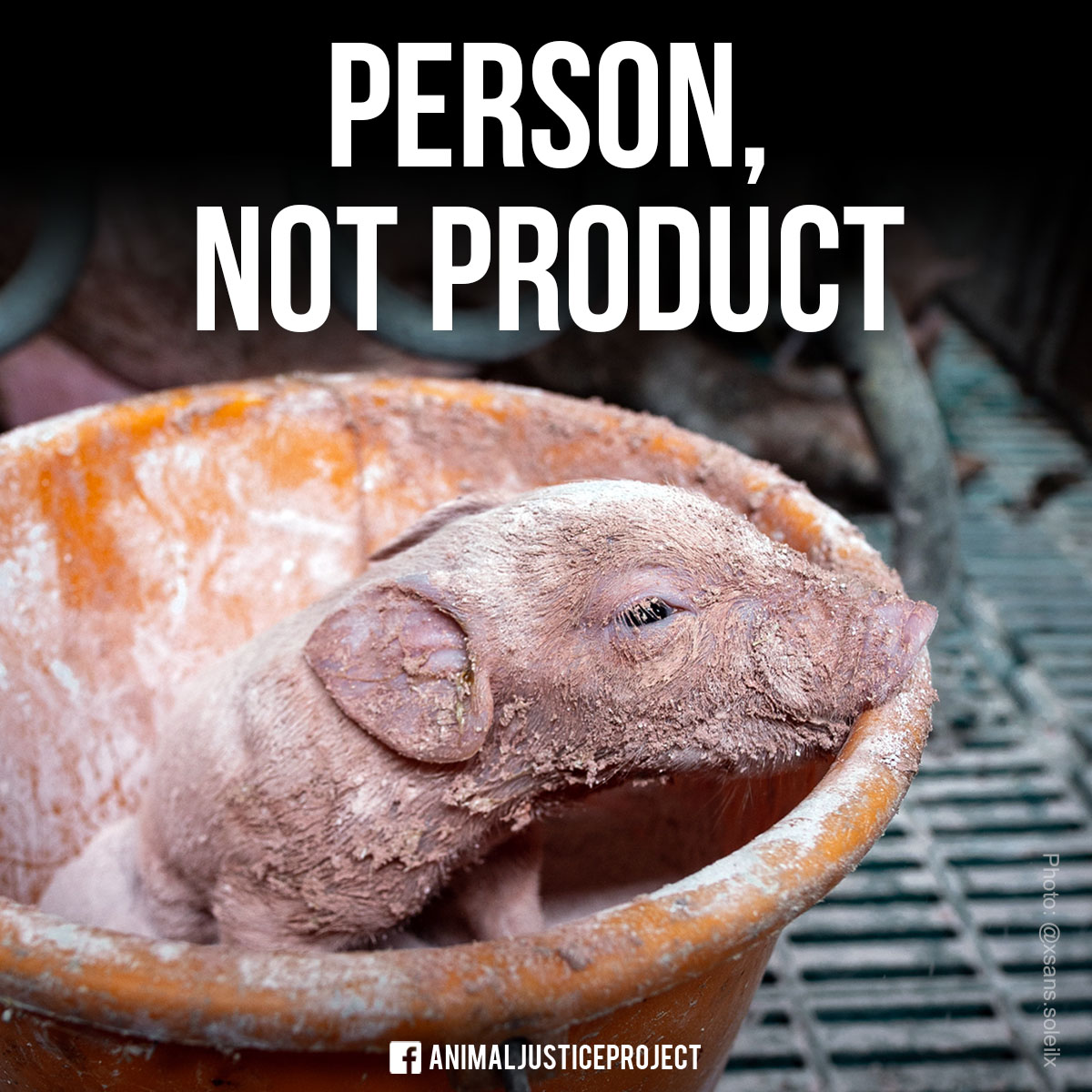 Animals are persons, not products! They are subjects of their own life. The laws that label them as property only serve humans who profit from exploiting and violating their rights! 
 
animaljusticeproject.com
#AnimalRights #NonHumanPerson #Vegan #VeganActivism #EndSpeciesism