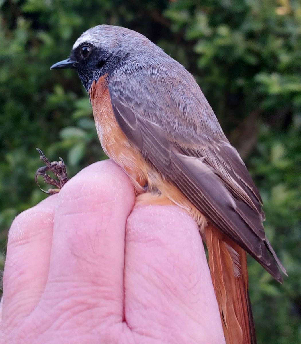 LittleseaObs's tweet photo. First Redstart this spring but we don't all live on Portland. https://t.co/SPYJUESyA6