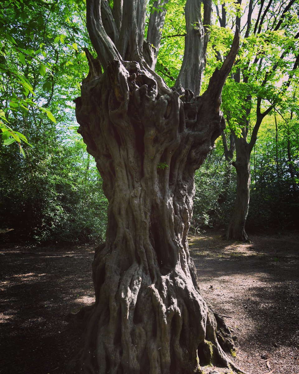 CoLEppingForest's tweet photo. A wonderful hornbeam at Highams Park Lake in #EppingForest… https://t.co/4UG1Q4gzda