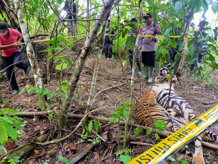 JackKinross's tweet photo. #AntiSnare - Images from article referenced by @Cshepherd7R
(I've retweeted it), 2 tigers (Sumatra) caught in same system. Big cats (mainly #leopard but #tiger too) are getting caught in snares throughout their range, I'll have more in a May update but what a reflection on us... https://t.co/ZRFpPw8oTs