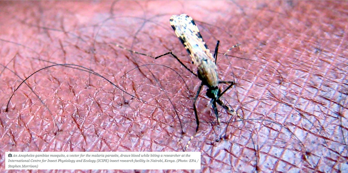 UPEndMalaria's tweet photo. Malaria on the rise — combating and eliminating it is a complex and ever-changing battle.
https://t.co/JlPTDkMtll
Our researchers are doing their part to reach elimination
#malaria #wmd2022 #malariamustfall #dailymaverick #upendmalaria #UPISMC #universityofpretoria #lifechangers https://t.co/8OB9uRSJZh