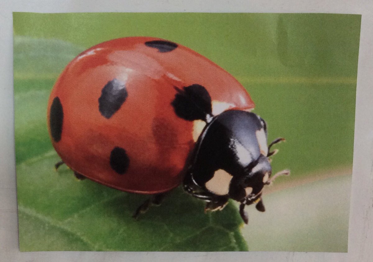 Mrs Karkoszka tweet media