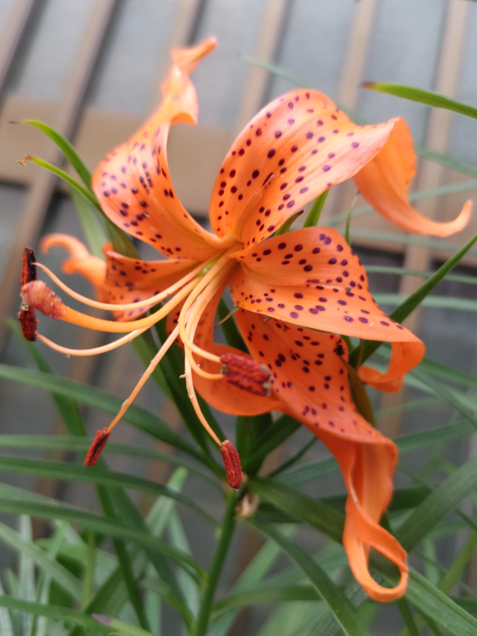 紅育 こういく お正月のおせち料理で食べるはずだった ゆり根 を母がプランターに植えました 茎が1m弱伸び 葉っぱもいっぱい出て ついに花芽も 蕾が付き 花が開きました どう見ても これは百合の花です ようやく調べました 食べるゆり根 紅育 こういく お正月のおせち料理で食べるはずだった ゆり根 を母がプランターに植えました 茎が1m弱伸び 葉っぱもいっぱい出て ついに花芽も 蕾が付き 花が開きました どう見ても これは百合の花です ようやく調べました 食べるゆり根