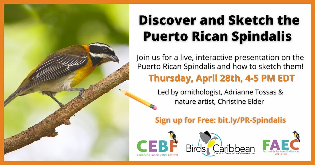 Birds Caribbean tweet media