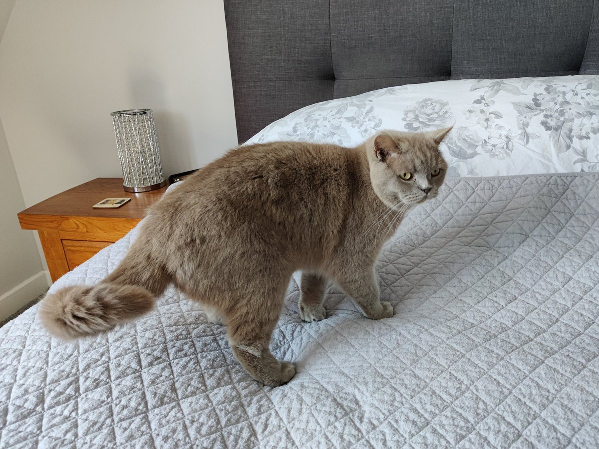 Humpherdinks's tweet photo. Freshly washed sheets... Purrfect 😼😸😽 #britishshorthair #CatsOfTwitter #meowmonday #cute https://t.co/rVPX6F8Ed9