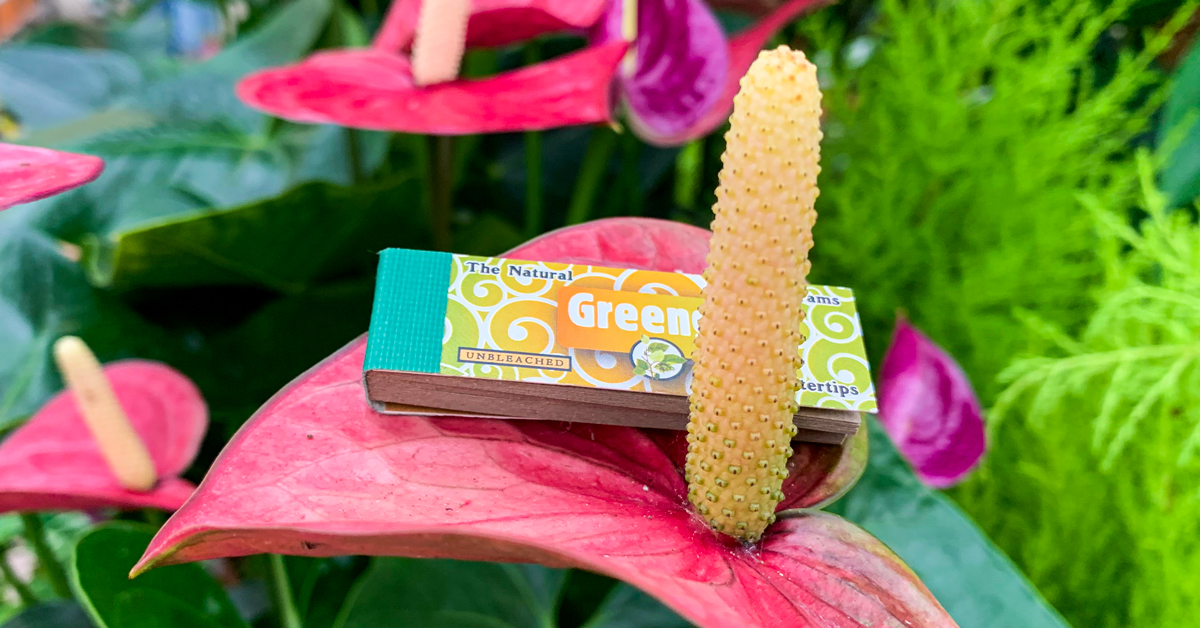 greengoproducts's tweet photo. 100% natural and unbleached FSC™ filtertips.

#cannabisculture #biodegradable  #weedstagram #greengo #filtertips #420community #cannabiscommunity #biogradeable #ecofriendly https://t.co/oUgHX2UKNx