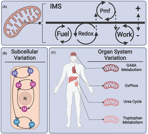 If you're a researcher working in mitochondria, you should check out this review by @CAS_mitolab on the effects of prescription drugs on mitochondrial metabolism #bioscirep doi.org/10.1042/BSR202…