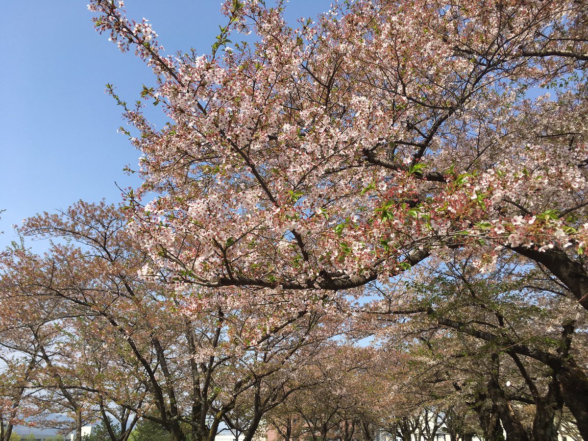 「葉桜になってたけど綺麗だった 」|さとPON🌸BOOTHで通販中のイラスト