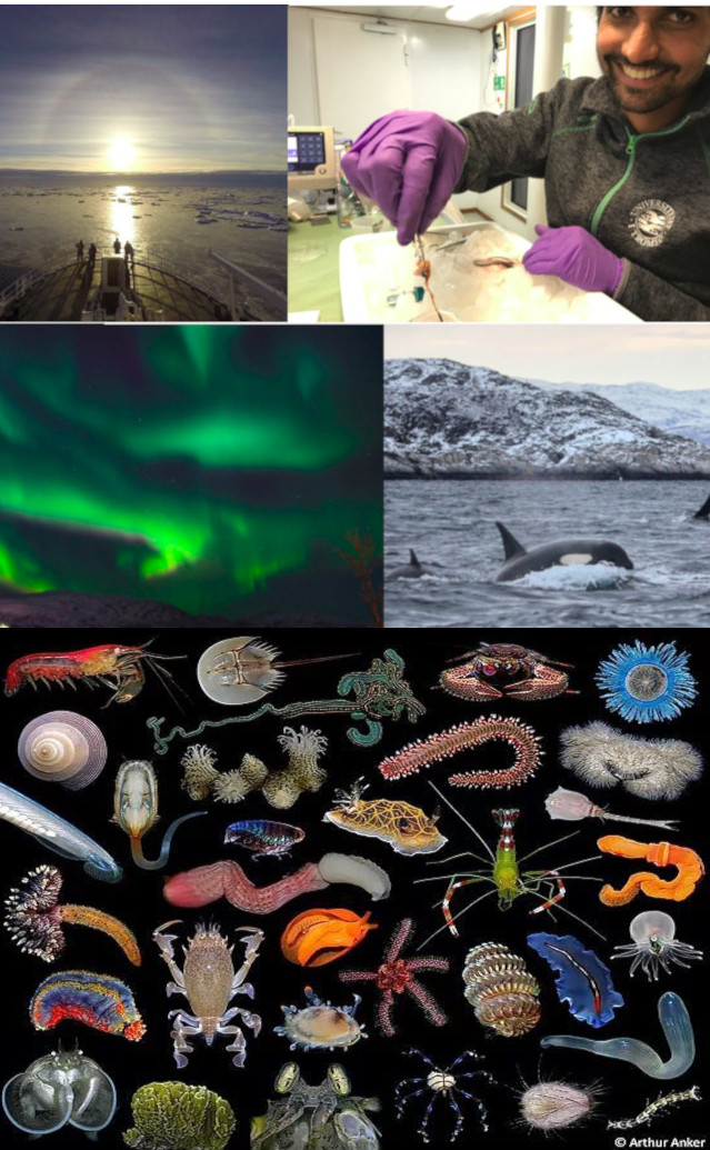 Owen S. Wangensteen (@owenwangensteen) on Twitter photo Apply now for this PhD-fellowship position in Marine sedaDNA of Northern Ecosystems with <a href="/ArcEcoGen/">ArcEcoGen</a> <a href="/UiTGenetics/">UiTGenetics</a> <a href="/UiTNorgesarktis/">UiT Norges arktiske universitet</a>
Deadline will be extended for 2 more weeks! Apply now for this PhD-fellowship position in Marine sedaDNA of Northern Ecosystems with <a href="/ArcEcoGen/">ArcEcoGen</a> <a href="/UiTGenetics/">UiTGenetics</a> <a href="/UiTNorgesarktis/">UiT Norges arktiske universitet</a>
Deadline will be extended for 2 more weeks!