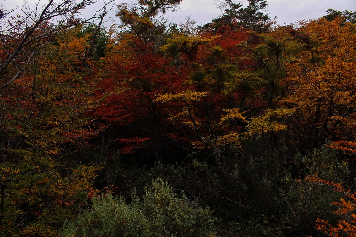 ldnvrnc's tweet photo. Qué belleza el otoño, nocierto. https://t.co/hQlcR7lVyb
