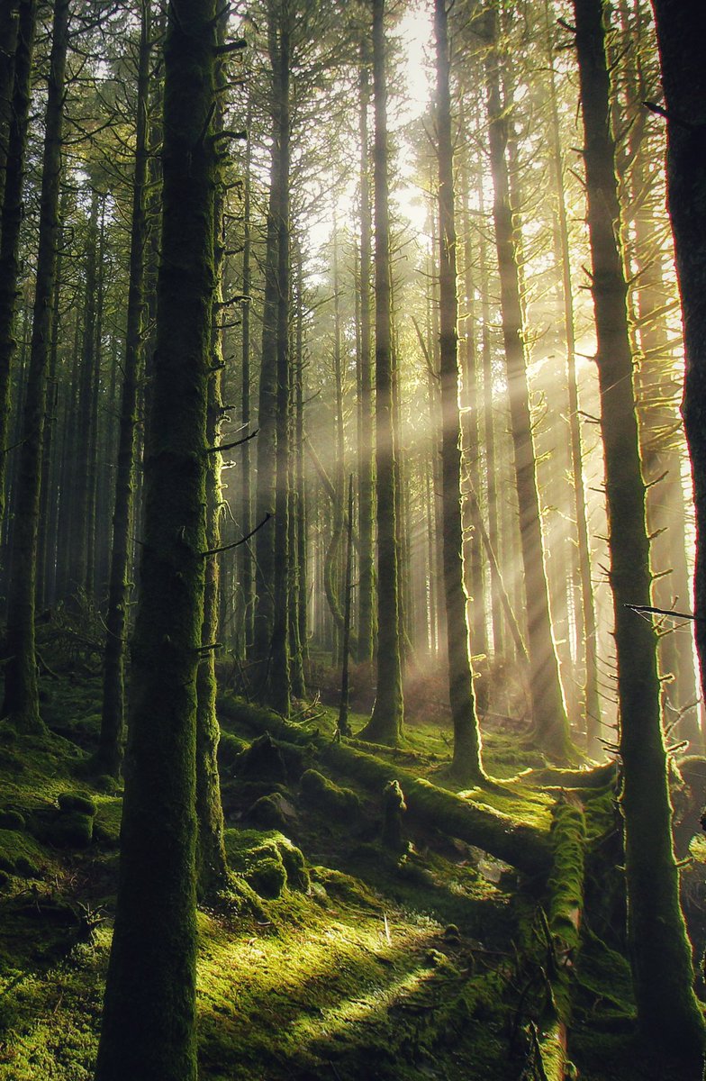 Rays of the Forest #fsprintmonday #WexMondays #Sharemondays2022