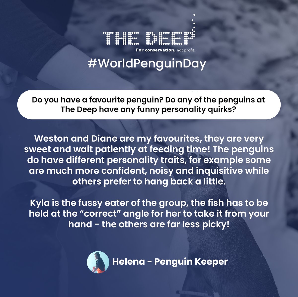TheDeepHull's tweet photo. Today is #WorldPenguinDay 2022! π§
Last week we asked you to send us your Penguin questions! Here's what our penguin team had to say π
The winner of the Gentoo penguin feather will be contacted shortly!
#TheDeepHull #AskTheKeeper #GentooPenguin #PenguinFeather #PenguinDay https://t.co/nccV0nUBKR
