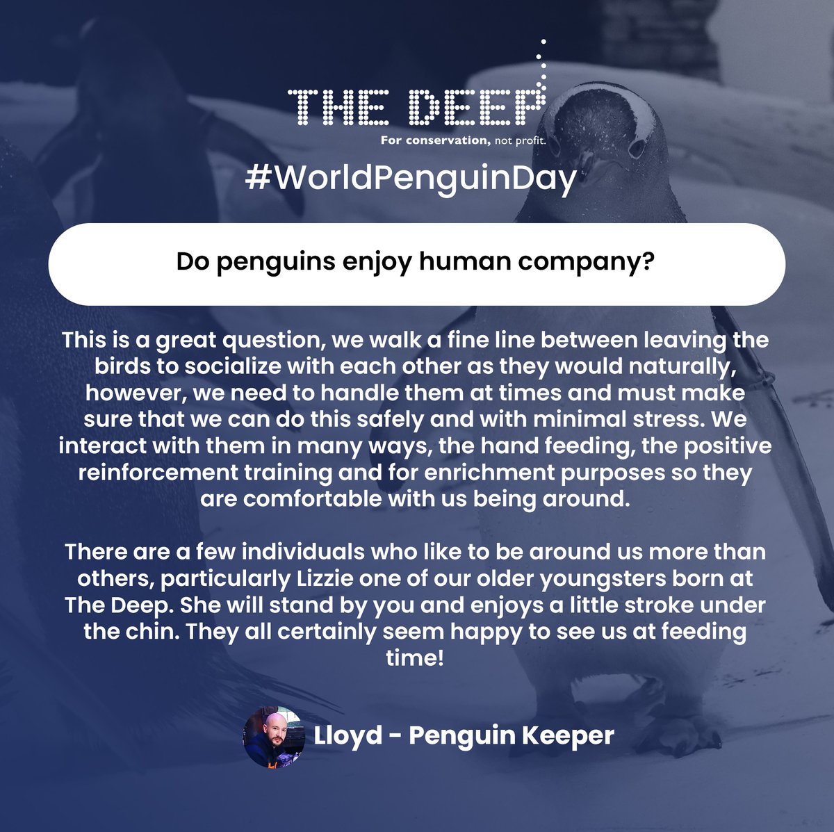 TheDeepHull's tweet photo. Today is #WorldPenguinDay 2022! π§
Last week we asked you to send us your Penguin questions! Here's what our penguin team had to say π
The winner of the Gentoo penguin feather will be contacted shortly!
#TheDeepHull #AskTheKeeper #GentooPenguin #PenguinFeather #PenguinDay https://t.co/nccV0nUBKR