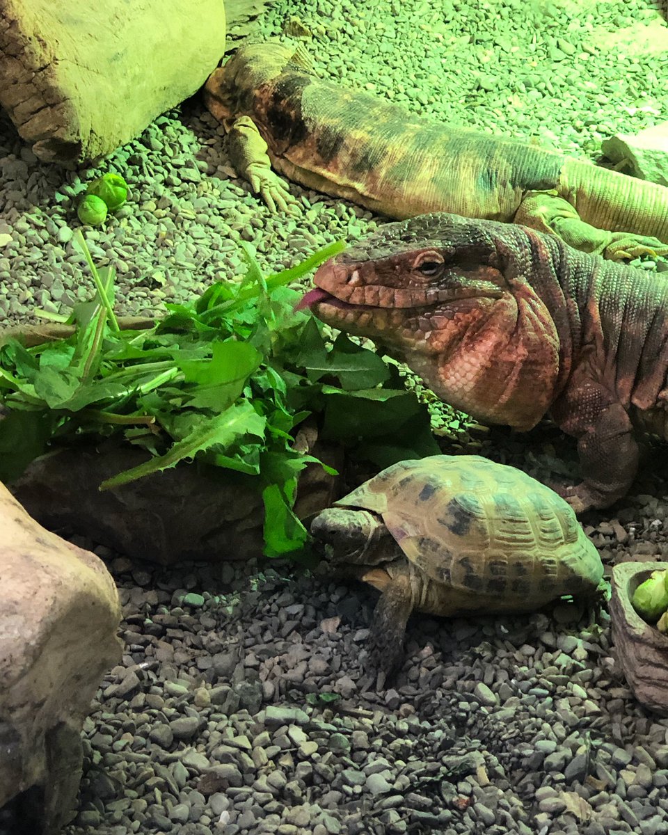 owl_welsh's tweet photo. The best meals are those shared with friends! #thewelshowlgardenandzoo #pictoncastlegardens #wogaz #zoo #reptile #tortoise #tegu #lizard https://t.co/YpgjpWcbJV