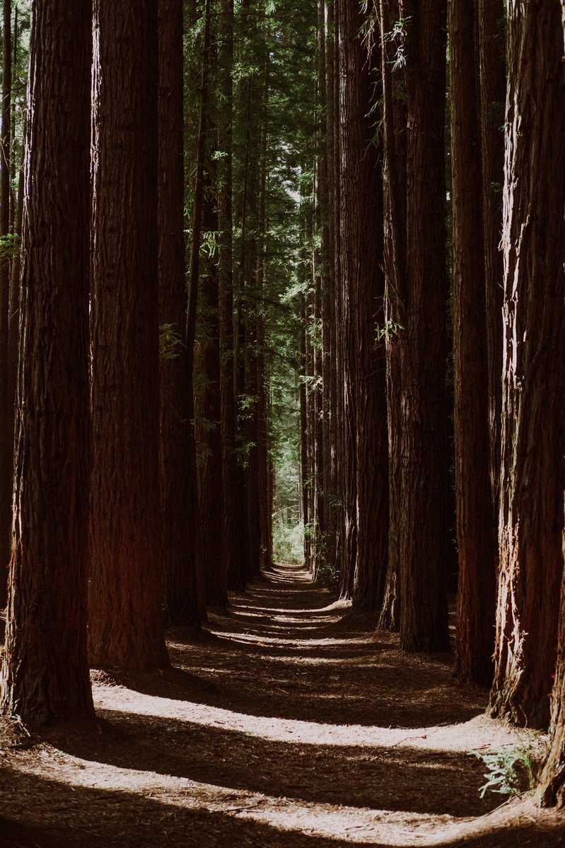 sstillthesame_'s tweet photo. Warburton Redwood Forest, Melbourne 

#Melbourne #Travelphotography #Timeoutmelbourne #EarthDay2022 https://t.co/42EOKGsJlu