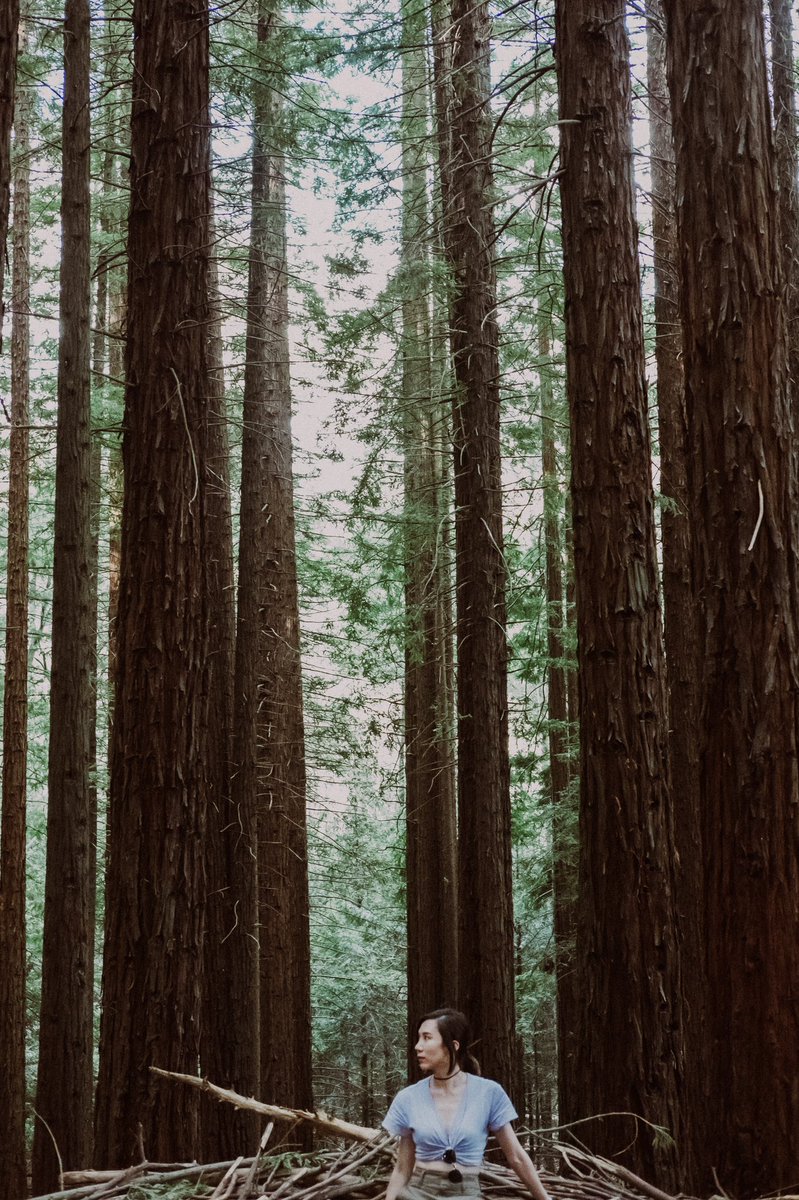 sstillthesame_'s tweet photo. Warburton Redwood Forest, Melbourne 

#Melbourne #Travelphotography #Timeoutmelbourne #EarthDay2022 https://t.co/42EOKGsJlu