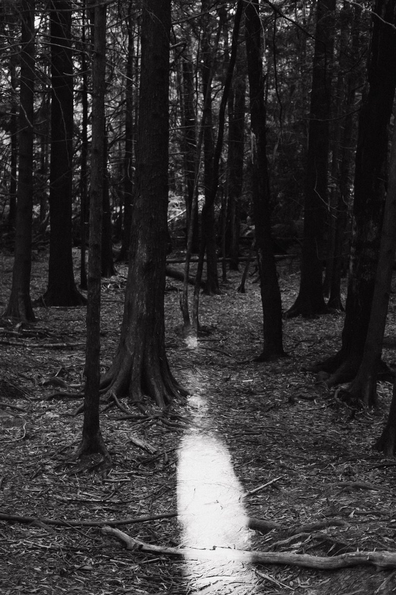 sstillthesame_'s tweet photo. Warburton Redwood Forest, Melbourne 

#Melbourne #Travelphotography #Timeoutmelbourne #EarthDay2022 https://t.co/42EOKGsJlu