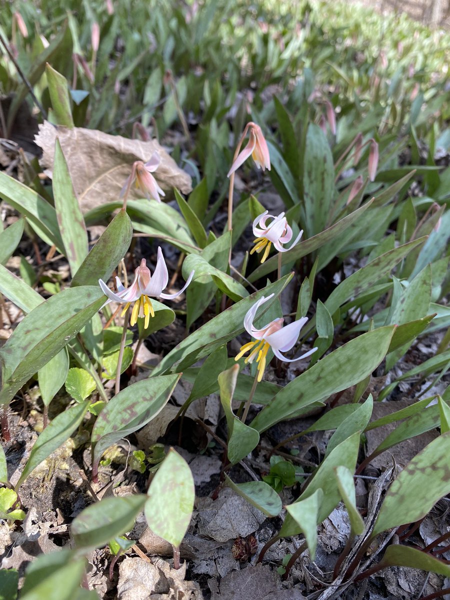 Some Bloodroot and White Trout Lilies from Kilally Meadows 🥰🥰
