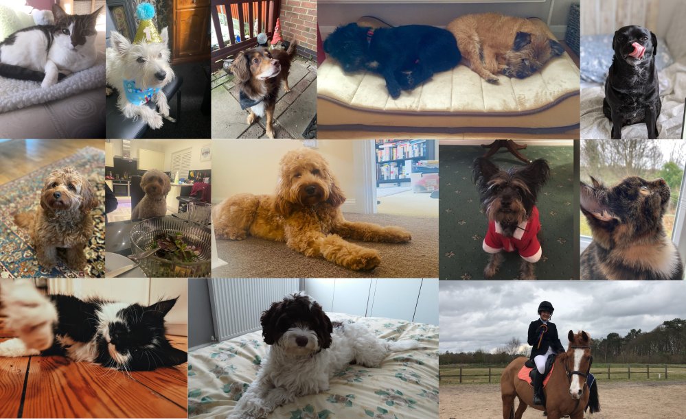 PLMRLtd's tweet photo. #BLOG: As part of #NationalPetMonth, we share some of our favourite memories and characteristics about our own pets, as well as top tips on how to choose the right pet for you 🐶🐱

Read more here: https://t.co/tj5xjvpL4K https://t.co/wRVXJ9blUf