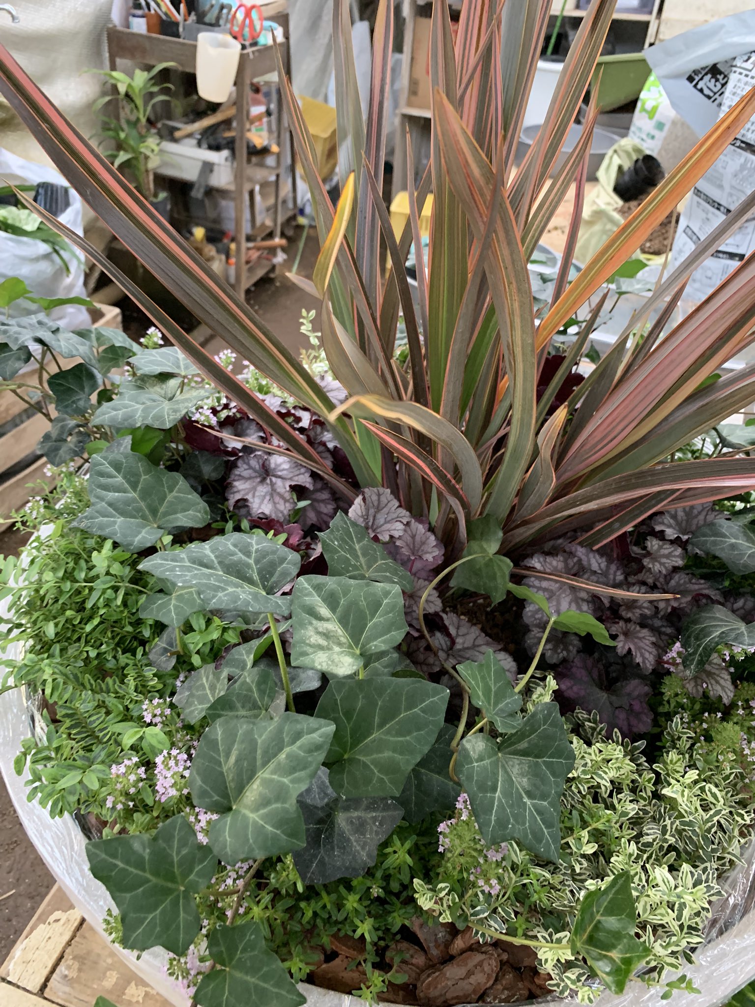 Eastgarden 久しぶりに大きな寄せ植えを作りました 複数のカラーリーフを組み合わせ ヒューケラとクリーピングタイムの花でほんの少し色を加えてます 寄せ植え ロニセラ ヒューケラ ニューサイラン クリーピングタイム アイビー イーストガーデン