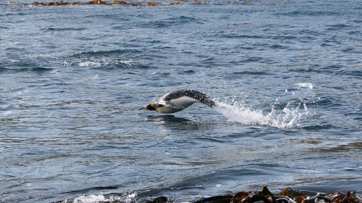 camlemnn's tweet photo. Happy #WorldPenguinDay ! 
A few photos from this year's summer campaign at Crozet, penguins are amazing! https://t.co/ZKBEcDyoUl