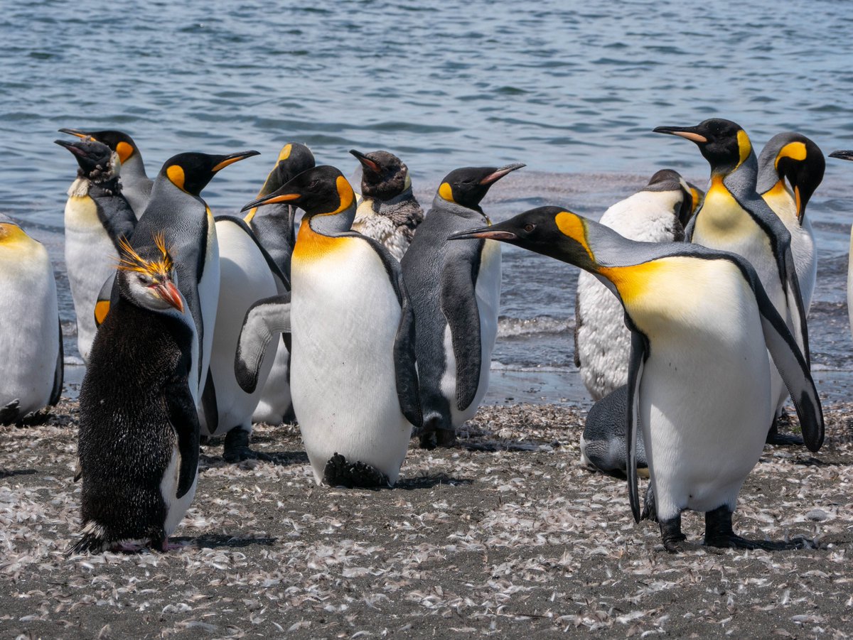 camlemnn's tweet photo. Happy #WorldPenguinDay ! 
A few photos from this year's summer campaign at Crozet, penguins are amazing! https://t.co/ZKBEcDyoUl